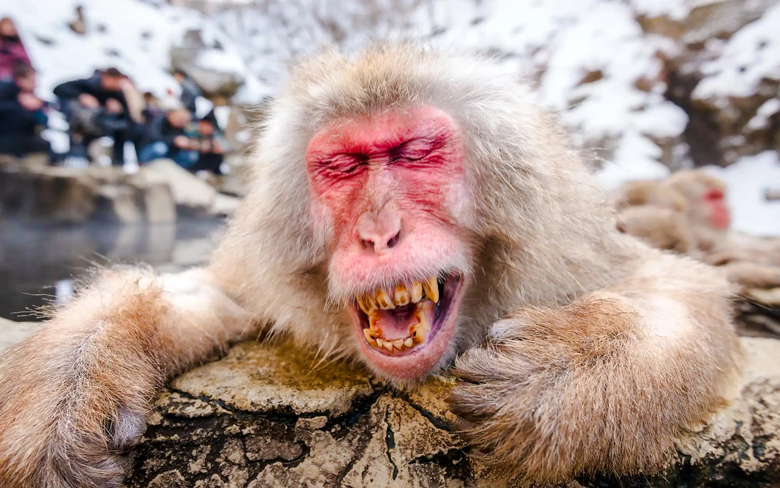 From Tokyo: Private Jigokudani Snow Monkey Park Day Trip with Driver Image 10