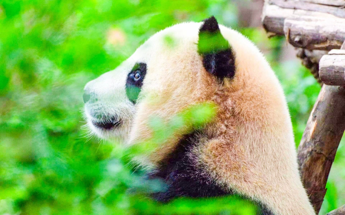 Panda close-up at Dujiangyan Panda Valley, China.
