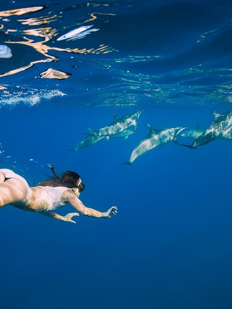 Snorkeler swimming with dolphins in clear waters of Tenerife.