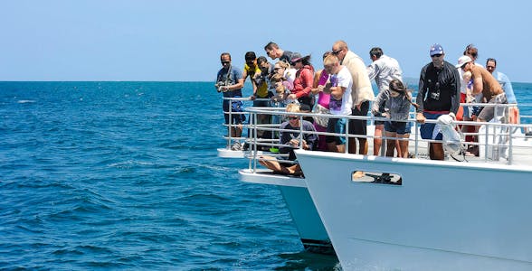 Dolphin Watch Cruise