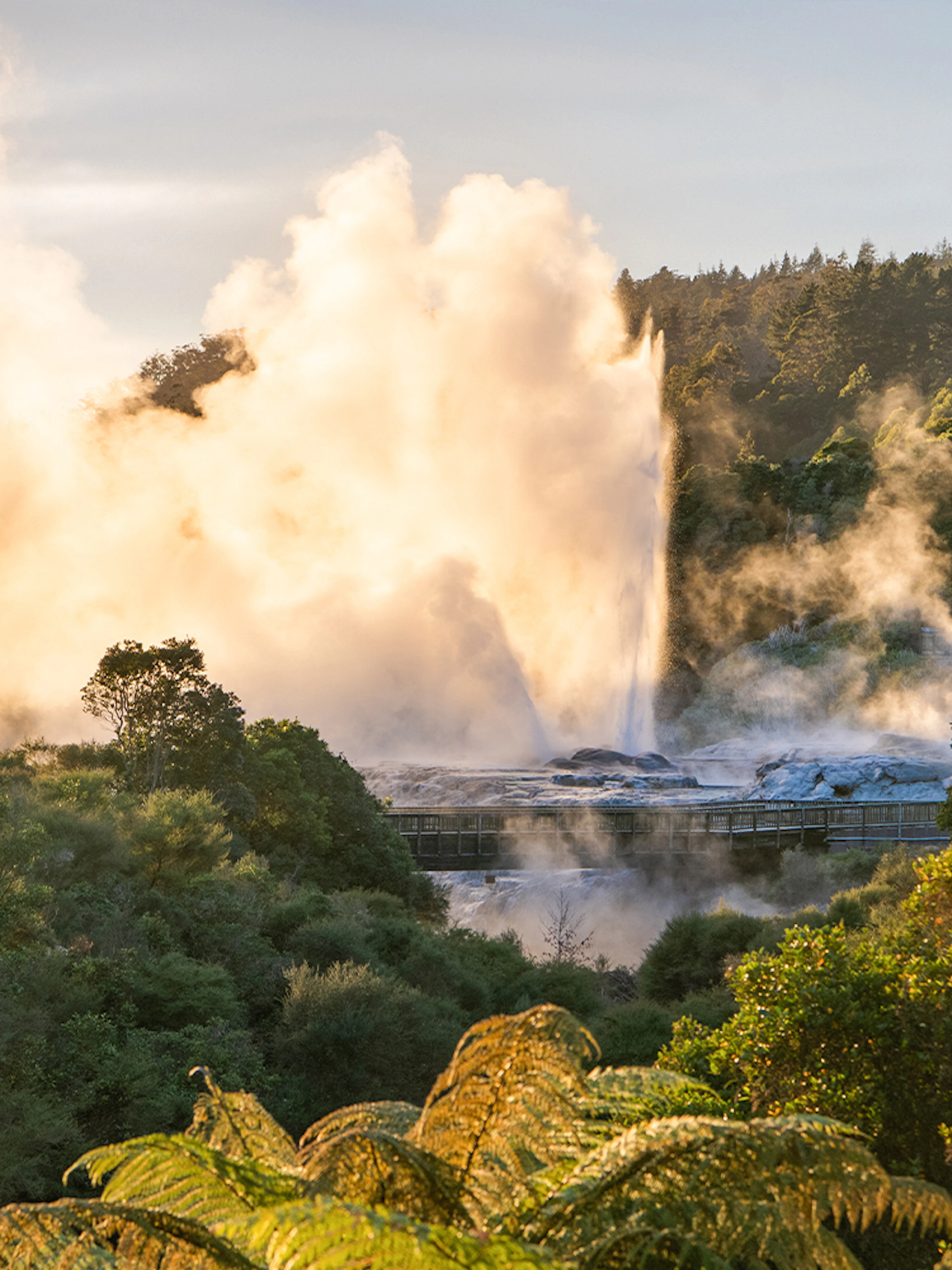 Pōhutu Geyser erupting at Te Puia, Rotorua, surrounded by lush greenery.