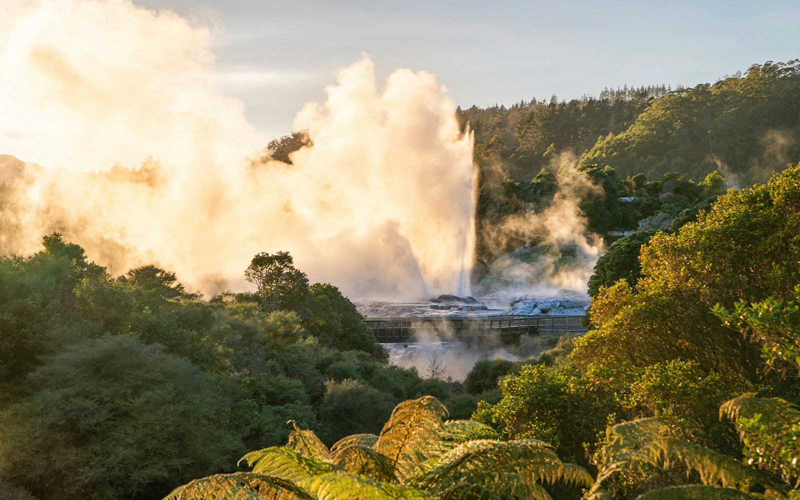 Pōhutu Geyser erupting at Te Puia, Rotorua, surrounded by lush greenery.
