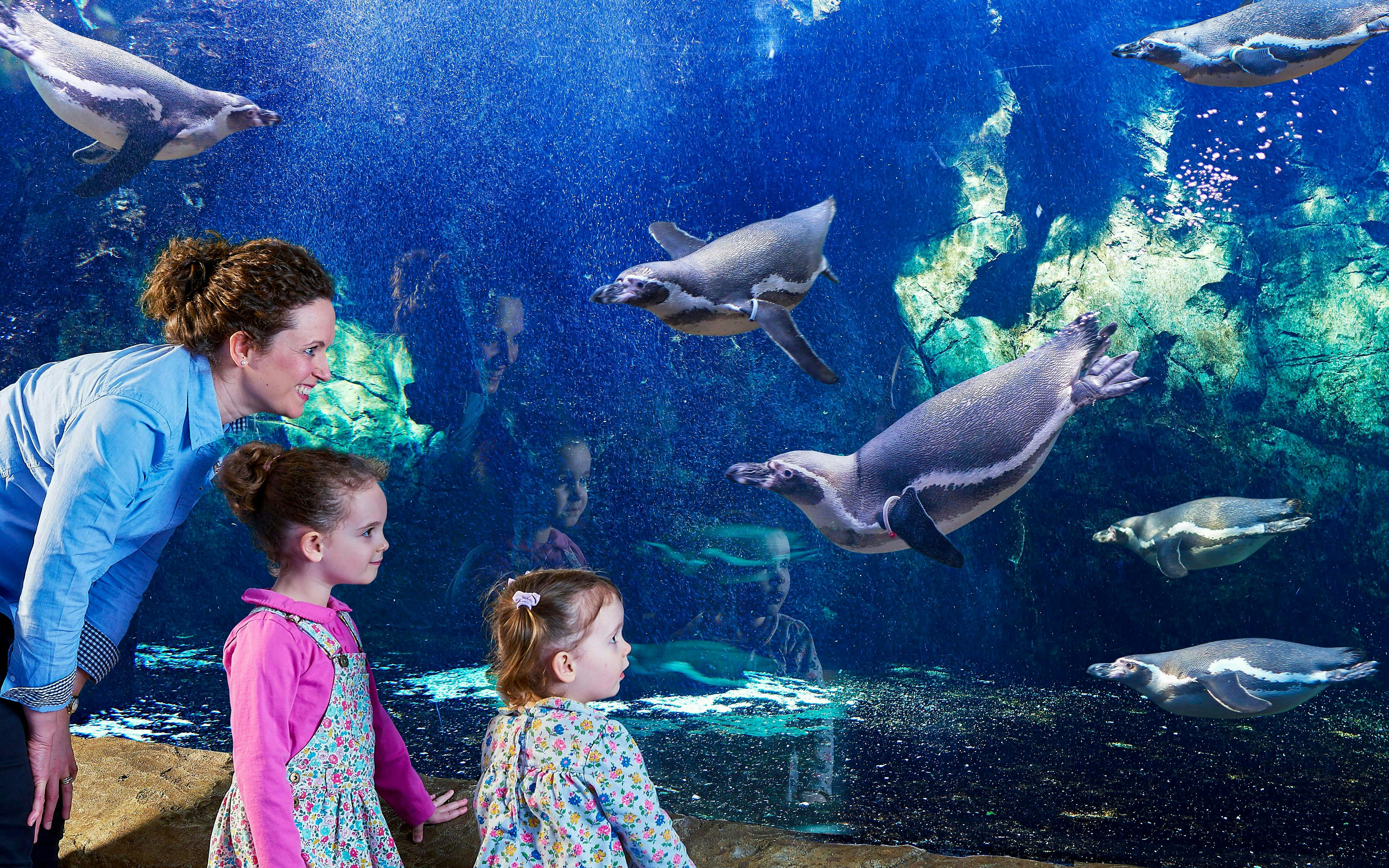 Visitors observing penguins swimming at Bournemouth Oceanarium.