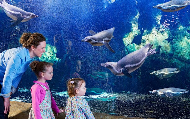 Visitors observing penguins swimming at Bournemouth Oceanarium.