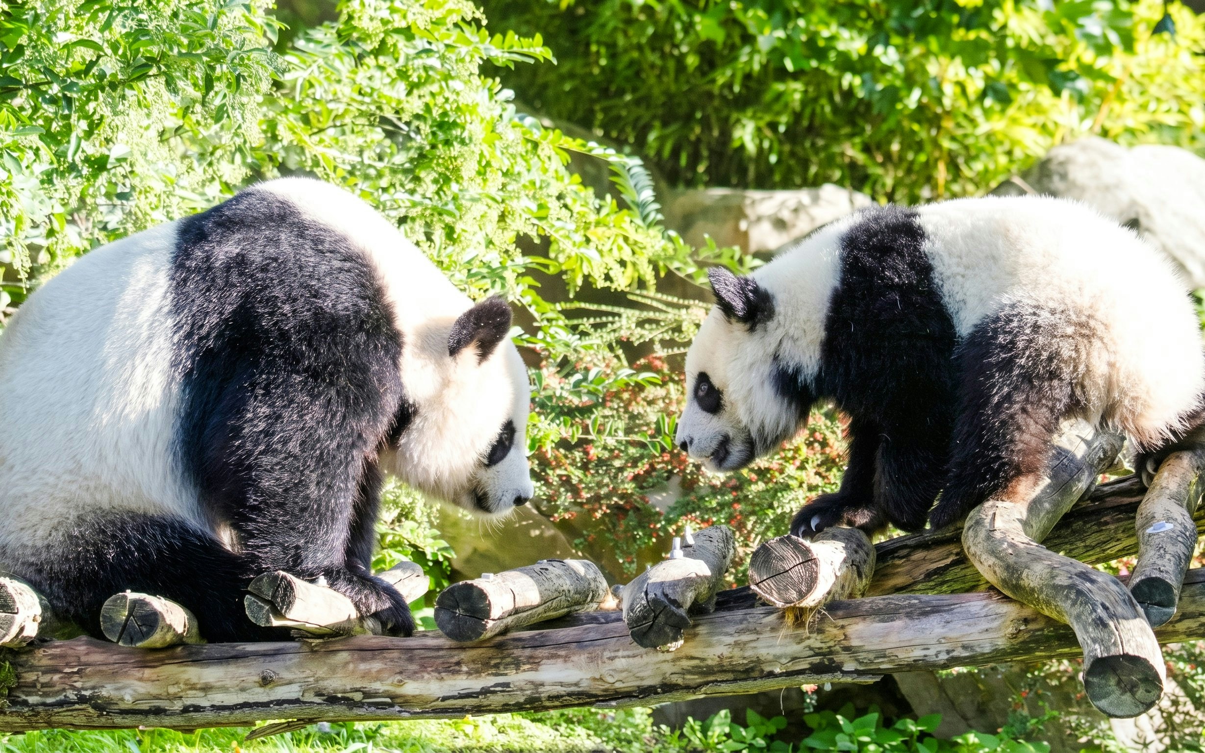 Giant Pandas