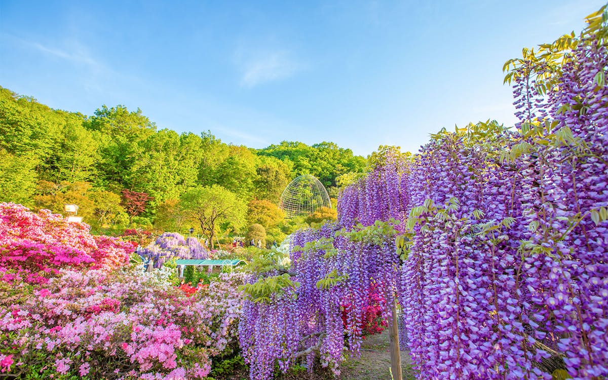 tickets to ashikaga flower park-6 tickets to ashikaga flower park-6