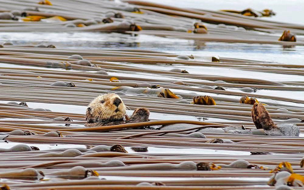 Sea otter floating among kelp during Vancouver whale watching tour.