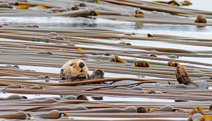 Sea otter floating among kelp during Vancouver whale watching tour.