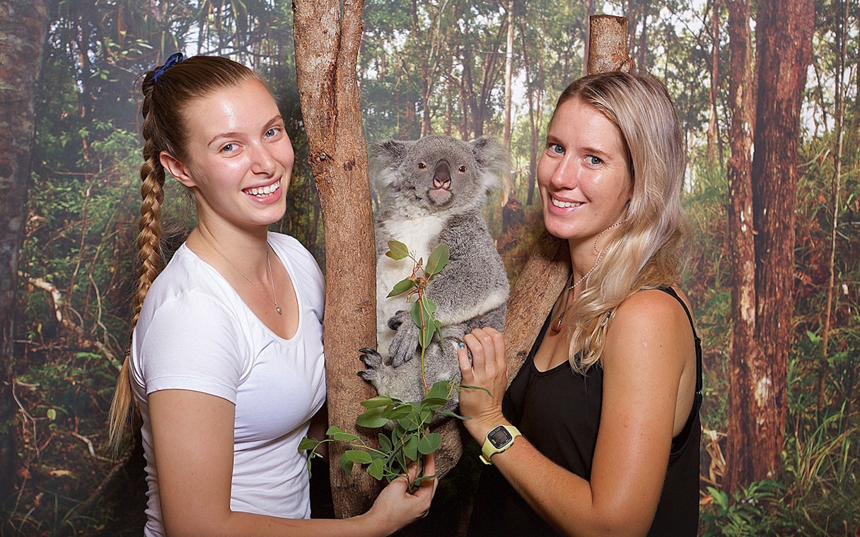 Koala with visitors at Hartley's Crocodile Adventures, Australia.