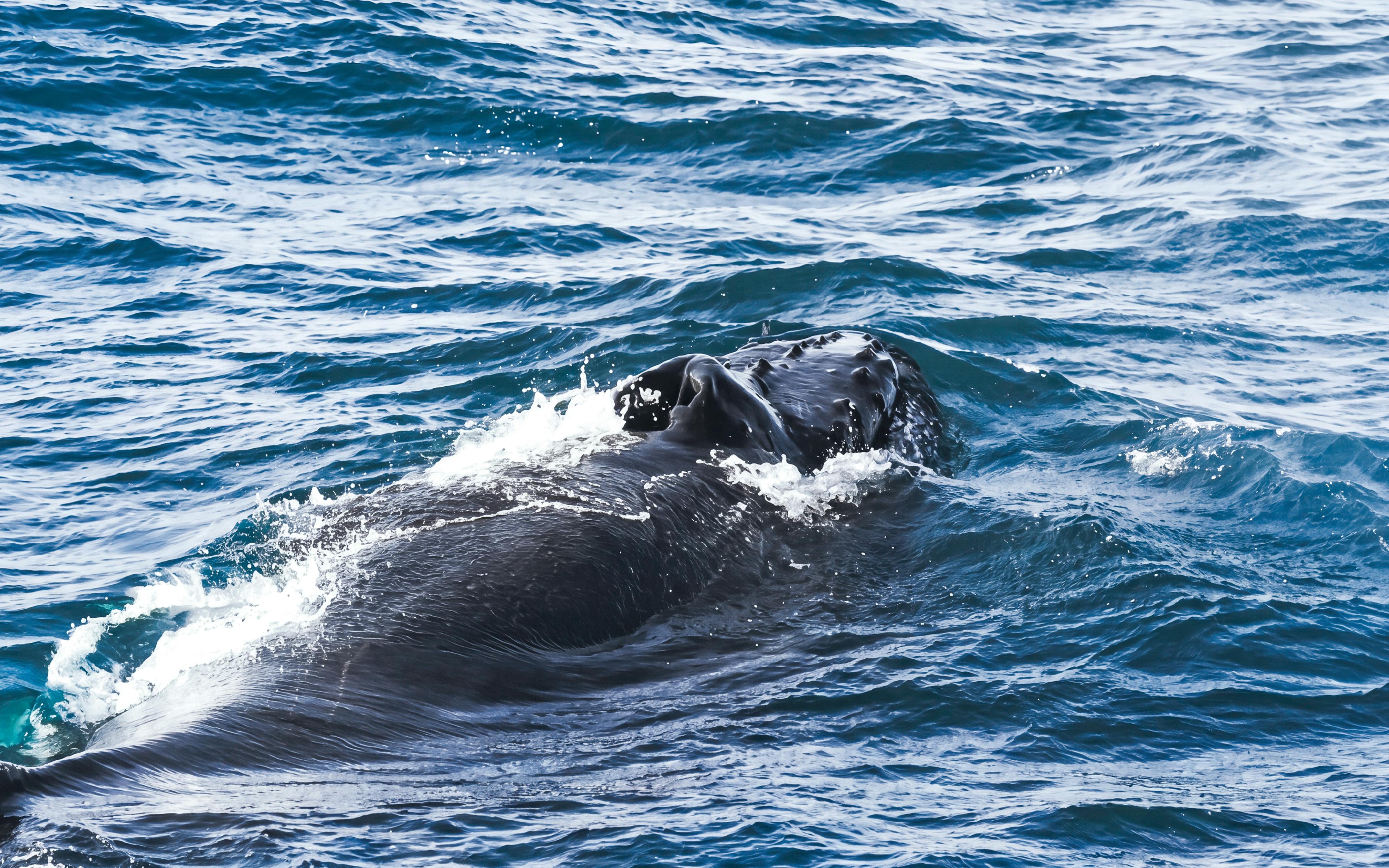 Whale surfacing in the ocean near Akureyri during a whale watching tour.