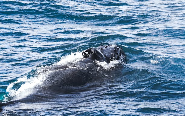 Whale surfacing in the ocean near Akureyri during a whale watching tour.
