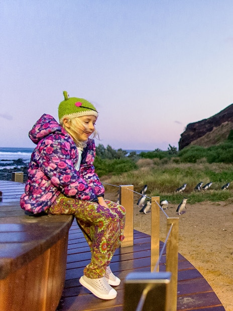 Child observing penguins at Phillip Island Nature Parks.