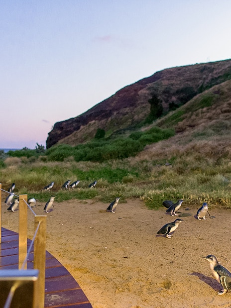 Child observing penguins at Phillip Island Nature Parks.