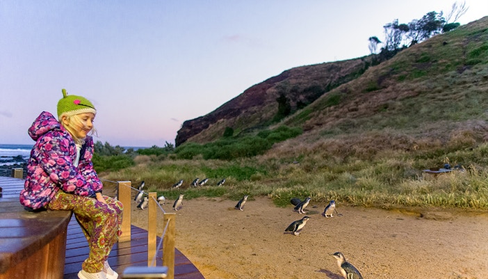 Child observing penguins at Phillip Island Nature Parks, Australia.