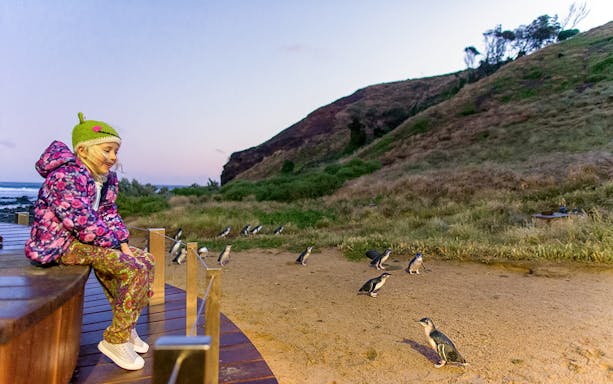 Child observing penguins at Phillip Island Nature Parks.