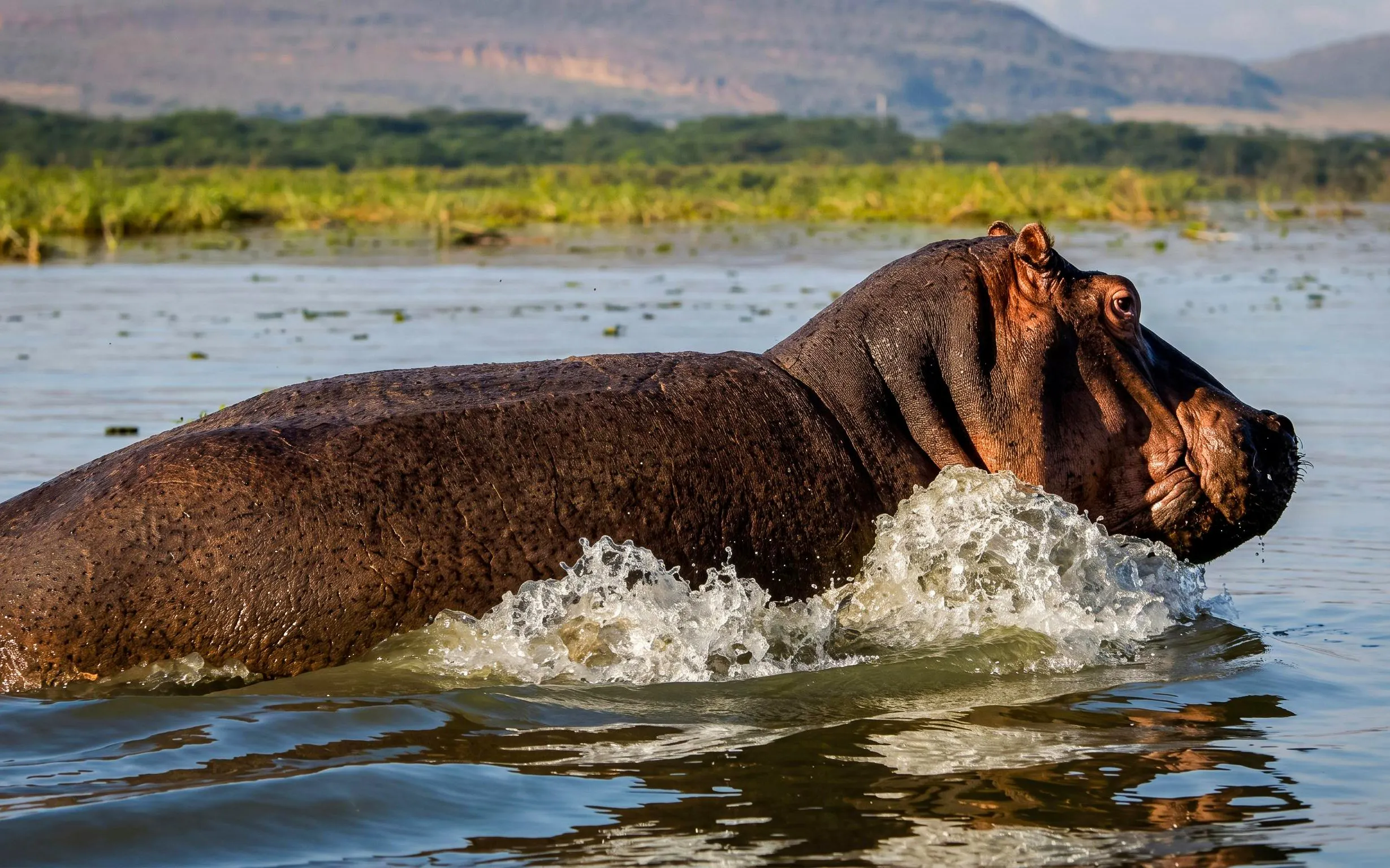 Hippo in Lake Naivasha during Masai Mara, Lake Nakuru & Naivasha Camping Safari.
