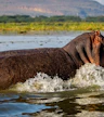 Día 4: Lago Nakuru