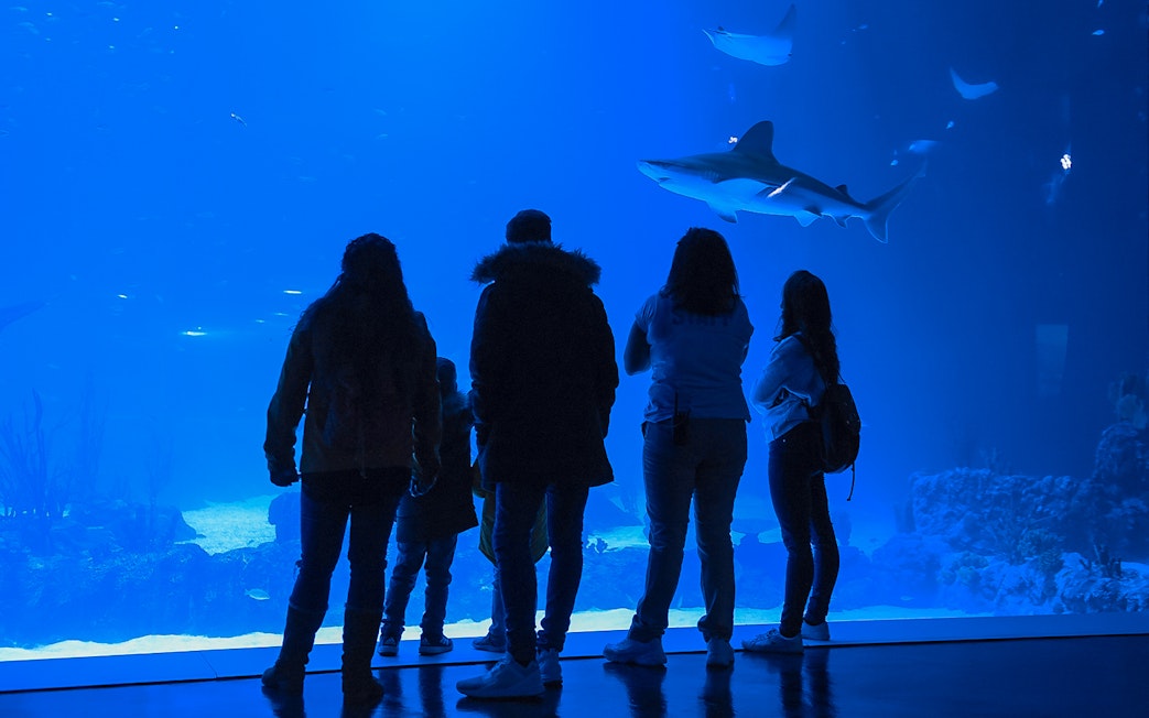 Visitors observing sharks at Atlantis Aquarium.
