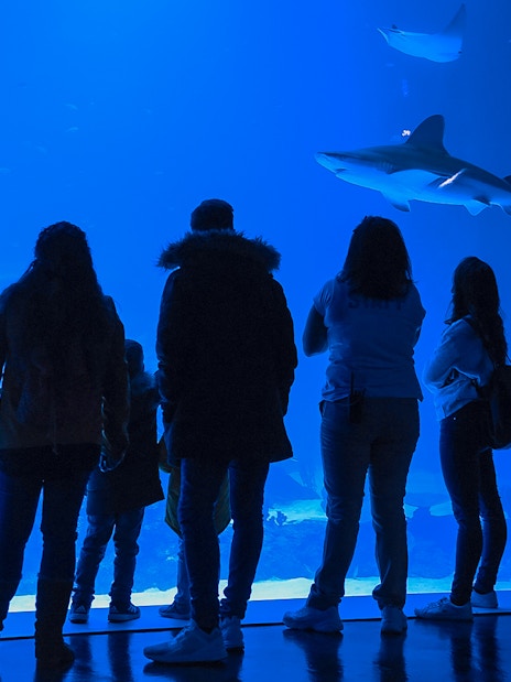 Visitors observing sharks at Atlantis Aquarium.