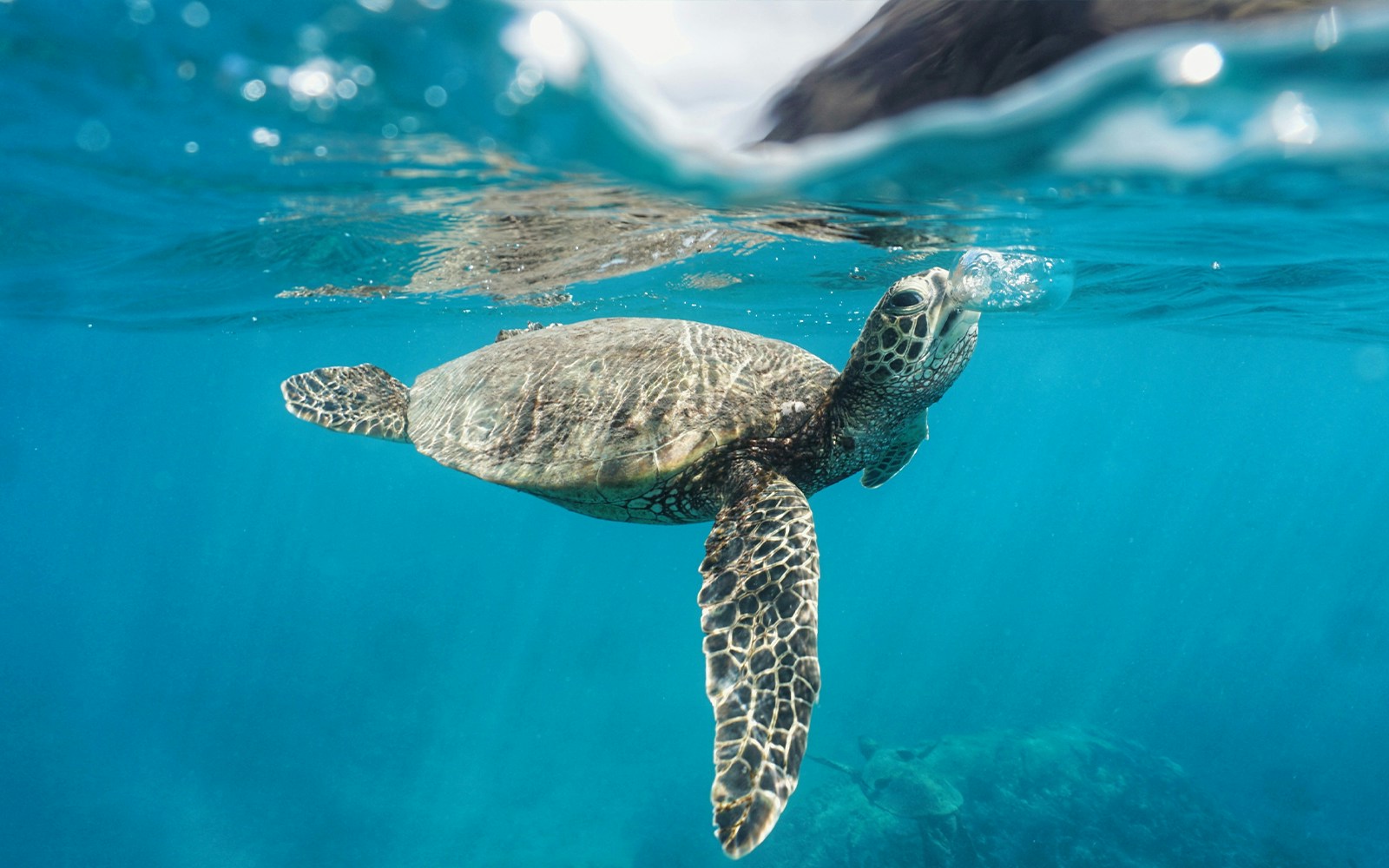 Hawaiian green sea turtle swimming underwater in clear blue ocean.