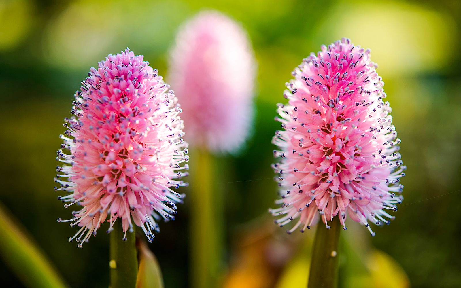 Swamp pink flowers, Helonias bullata, in a natural setting.