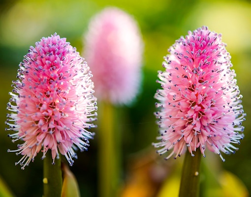Swamp pink flowers, Helonias bullata, in a natural setting.