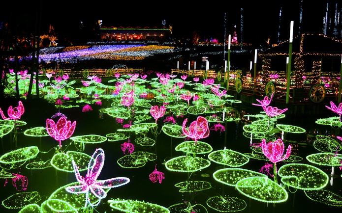 Illuminated lotus flowers at night in Southeast Botanical Gardens, Japan.