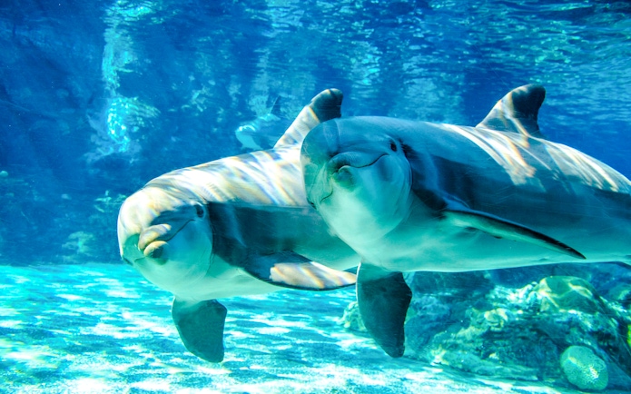 Bottlenose dolphins swimming underwater at SeaWorld Orlando.