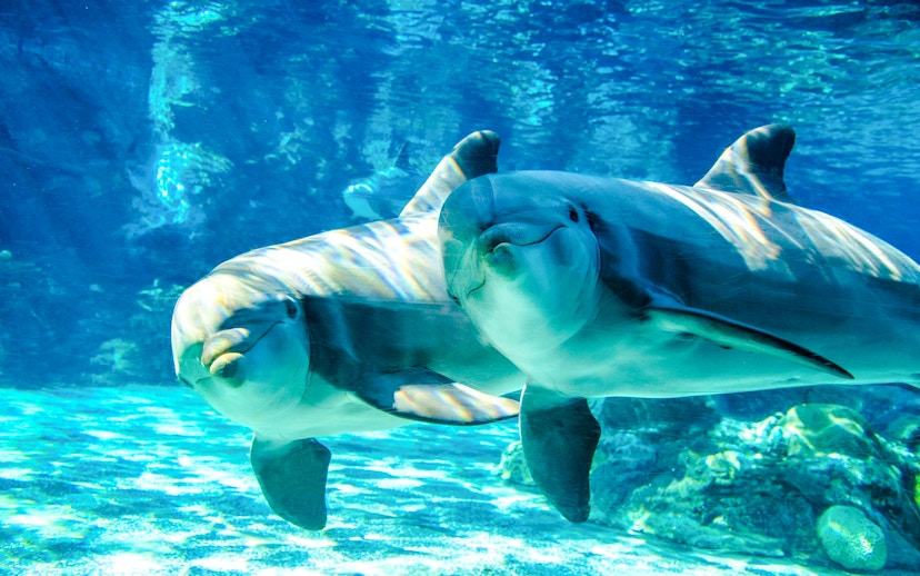 Bottlenose dolphins swimming underwater at SeaWorld Orlando.