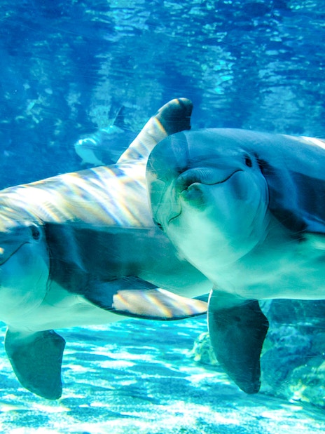 Bottlenose dolphins swimming underwater at SeaWorld Orlando.