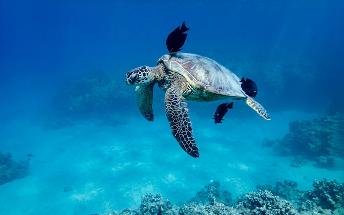 Sea turtle swimming with fish in clear waters during Waikiki snorkel sail, Hawaii.