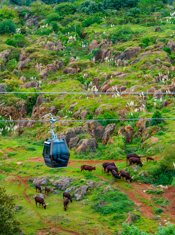 Cable car over grazing Watusi cattle in Cabarceno Natural Park, Pisuena Valley, Cantabria, Spain.