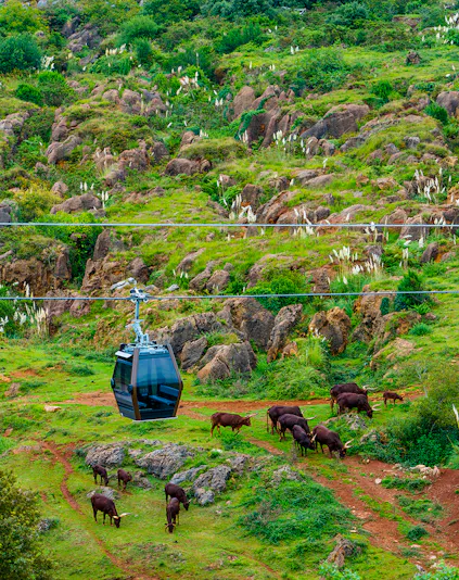 Cable car over grazing Watusi cattle in Cabarceno Natural Park, Pisuena Valley, Cantabria, Spain.