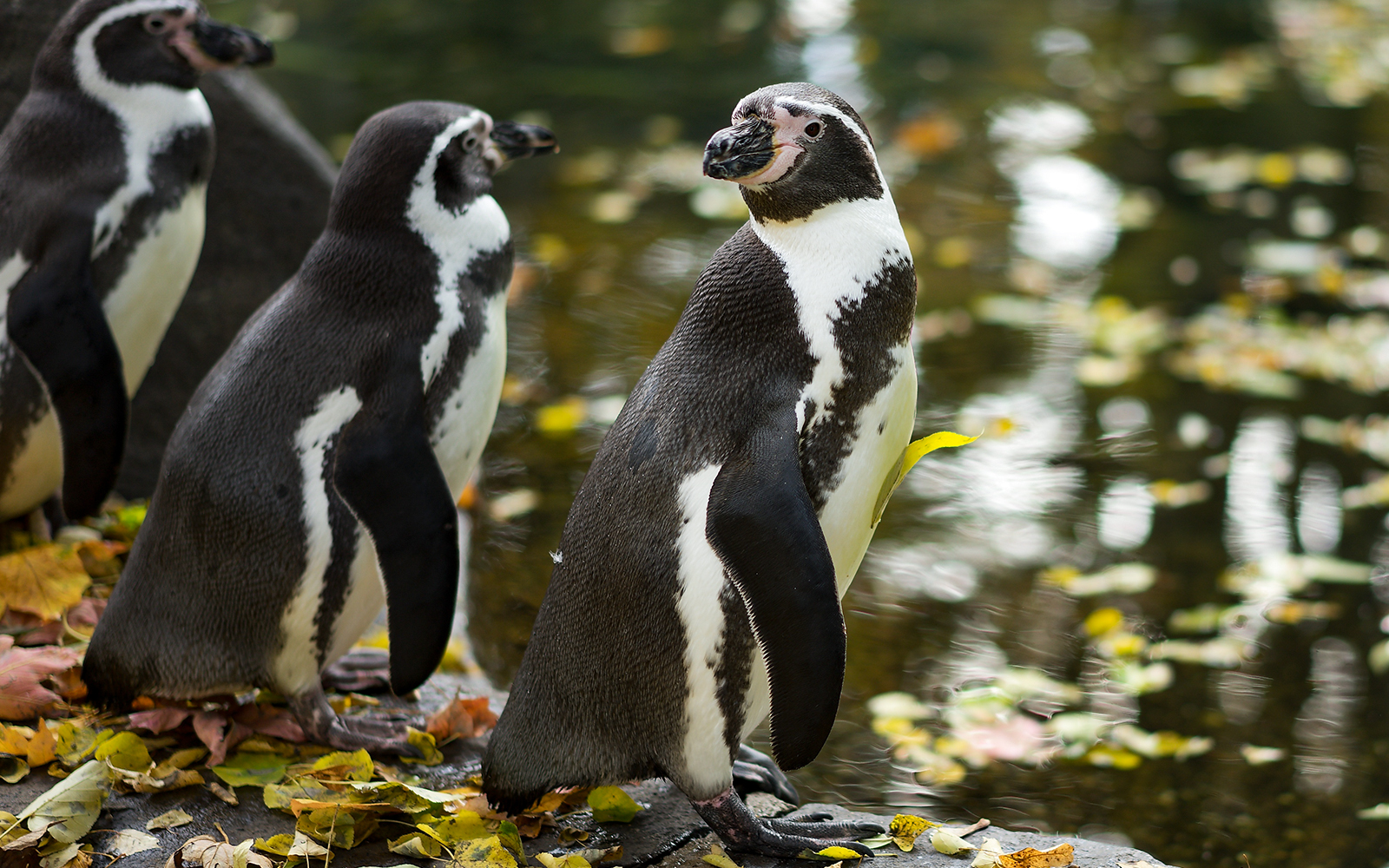 Why is the Prague Zoo Worth Visiting?
