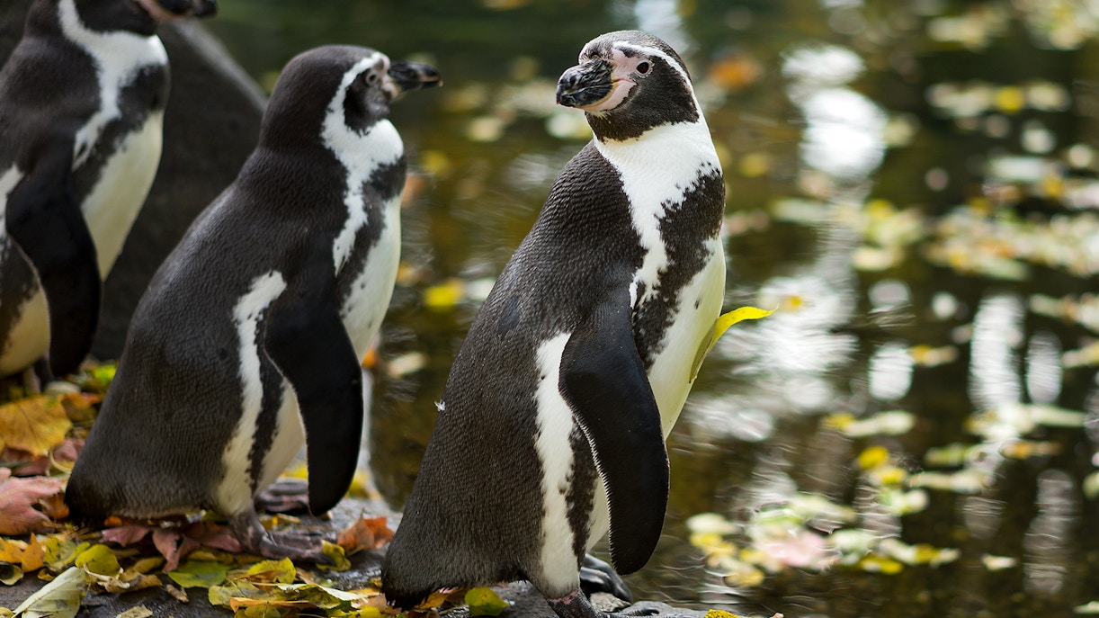 Why is the Prague Zoo Worth Visiting?