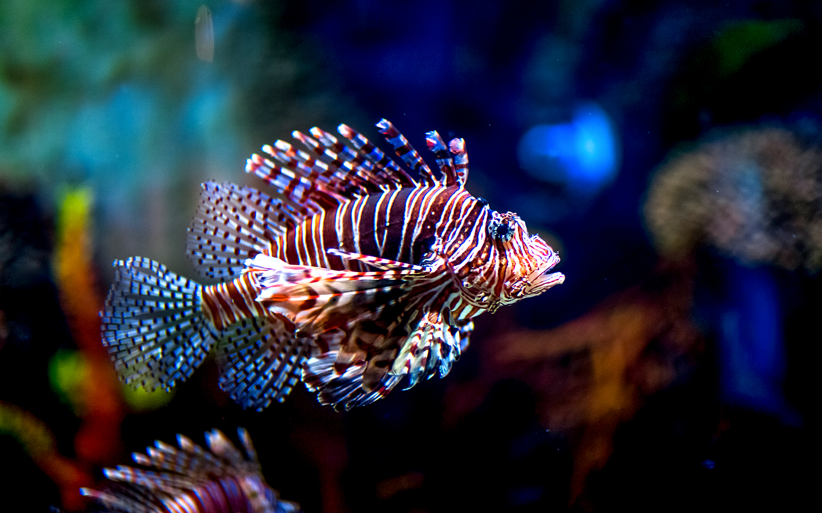 Lionfish swimming in Dubai Aquarium Underwater Zoo.