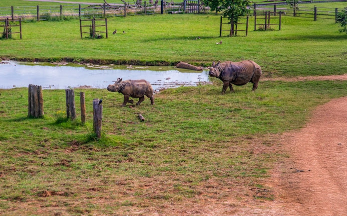 Adult and baby rhino walking near a pond at Whipsnade Zoo.