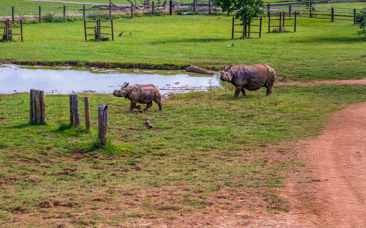 Adult and baby rhino walking near a pond at Whipsnade Zoo.