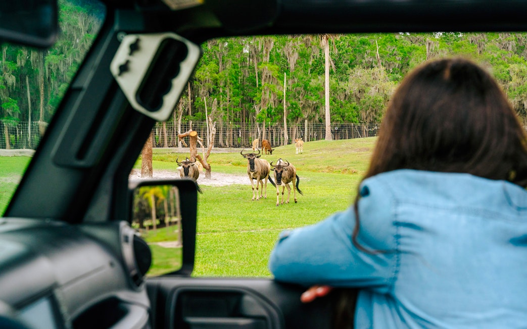 Drive-thru safari park view of antelopes from a vehicle in Orlando.