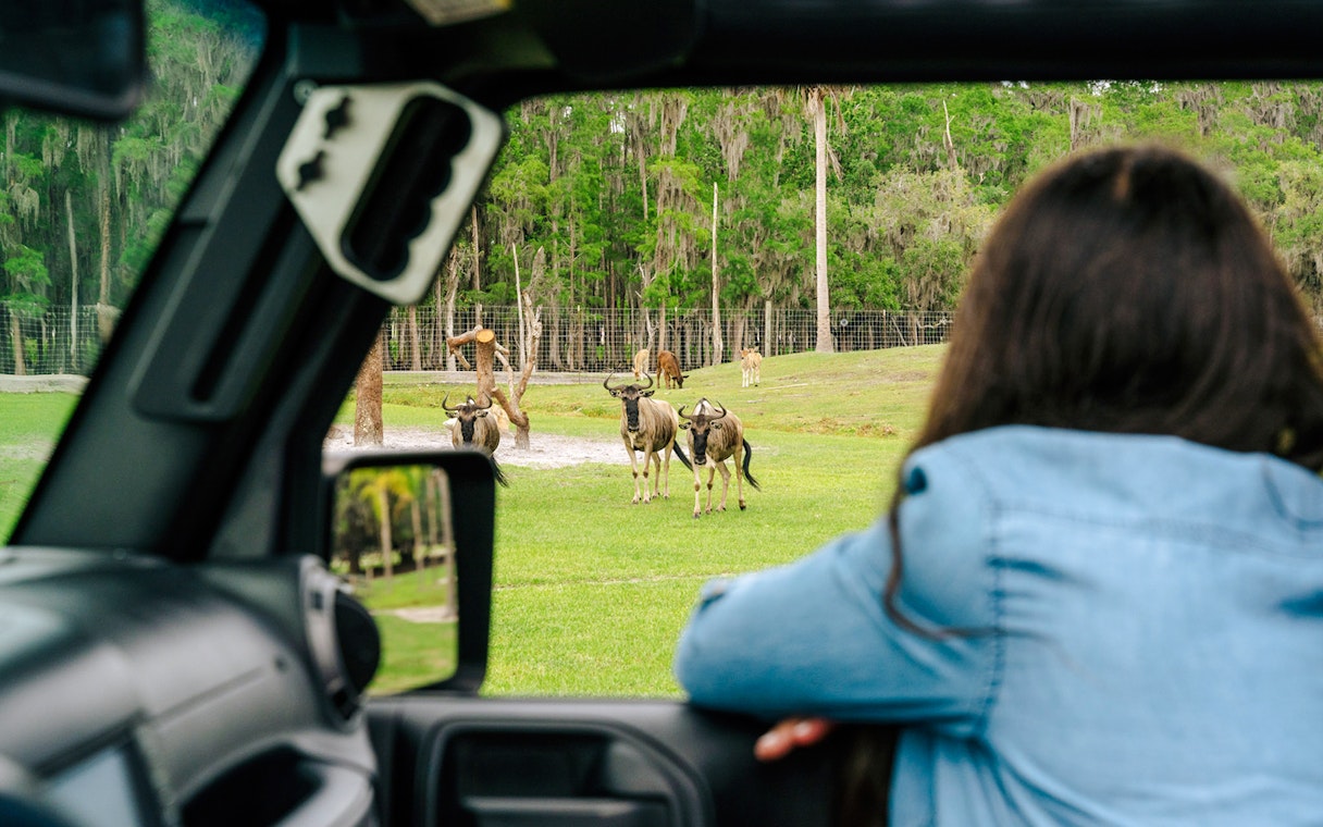 Drive-thru safari park view of antelopes from a vehicle in Orlando.