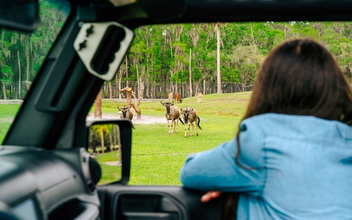 Drive-thru safari park view of antelopes from a vehicle in Orlando.