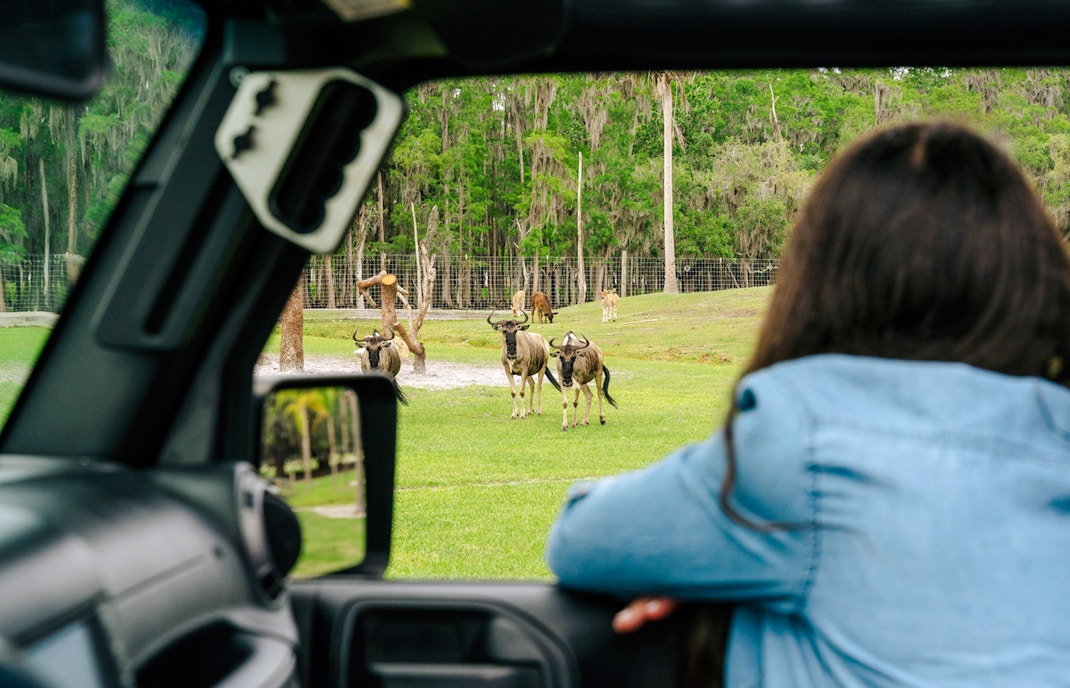 Antelopes grazing at Drive-Thru Safari Park, Orlando.