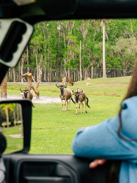 Drive-thru safari park view of antelopes from a vehicle in Orlando.
