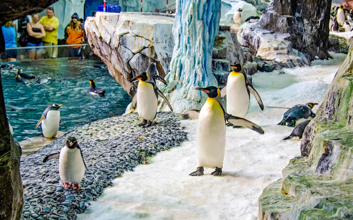 Penguins on rocky terrain at Antarctica: Empire of the Penguin, SeaWorld Orlando.