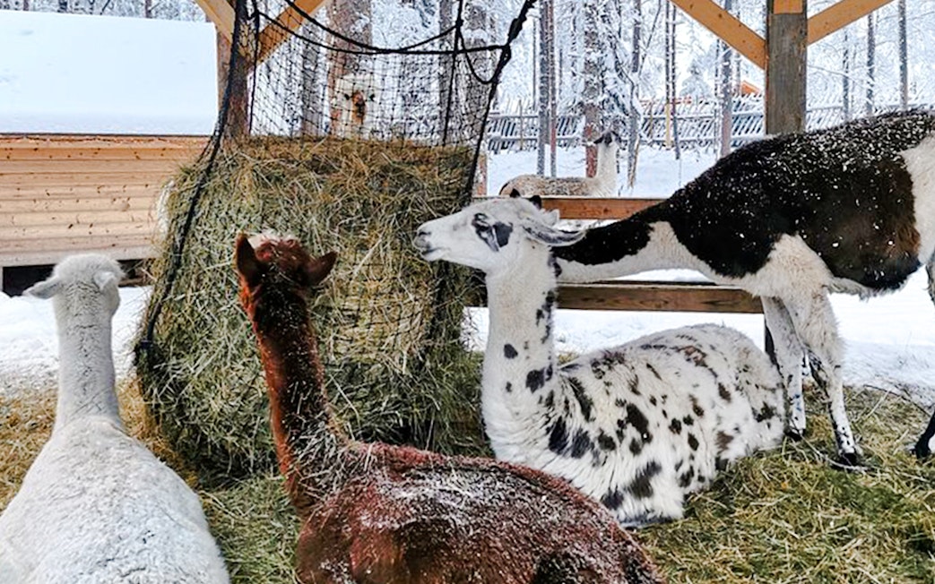 Alpacas eating hay in a snowy Lapland enclosure.