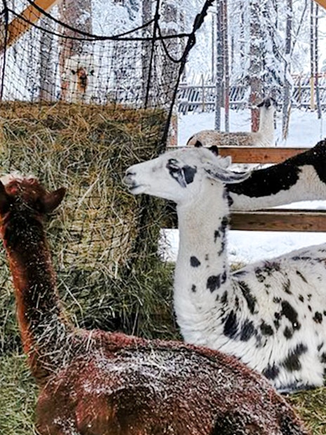 Alpacas eating hay in a snowy Lapland enclosure.