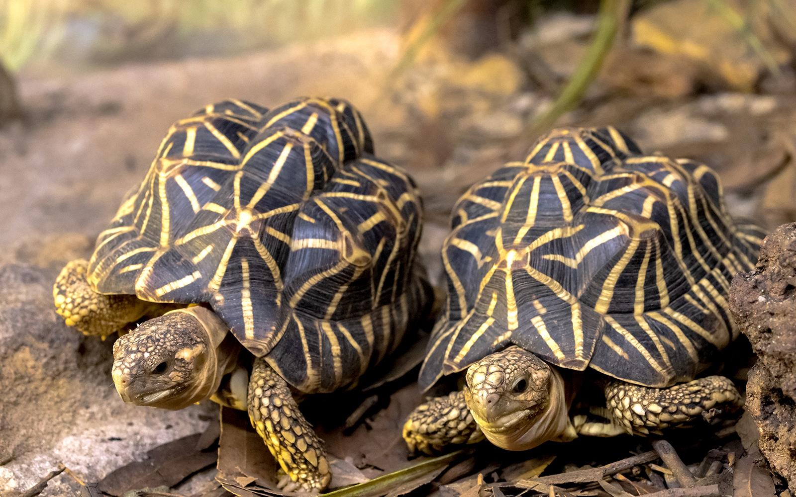 Indian Star Tortoise in natural habitat, showcasing unique star-patterned shell.