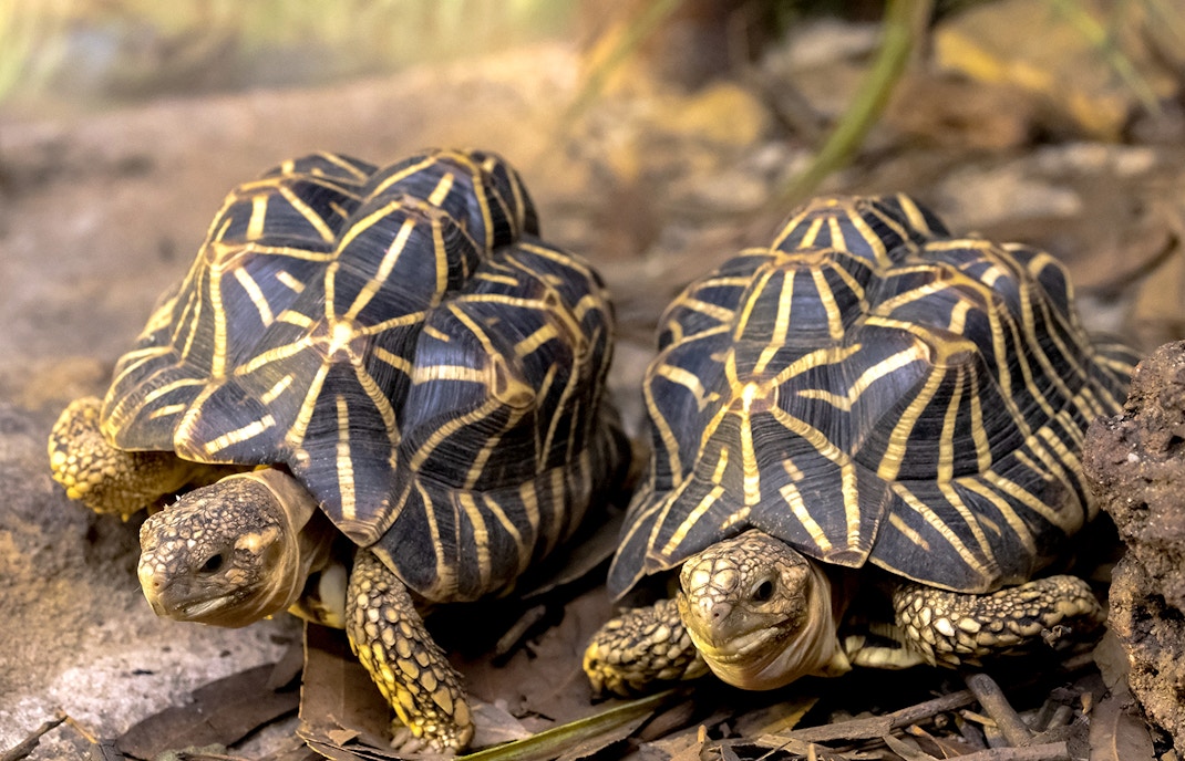 Indian Star Tortoise in natural habitat, showcasing unique star-patterned shell.
