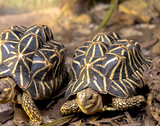 Indian Star Tortoise in natural habitat, showcasing unique star-patterned shell.