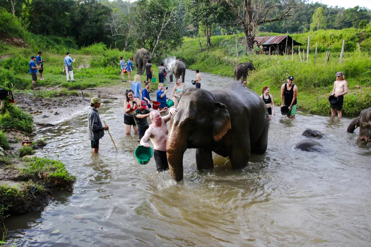 from chiang mai: elephant sanctuary and doi inthanon national park hike-1